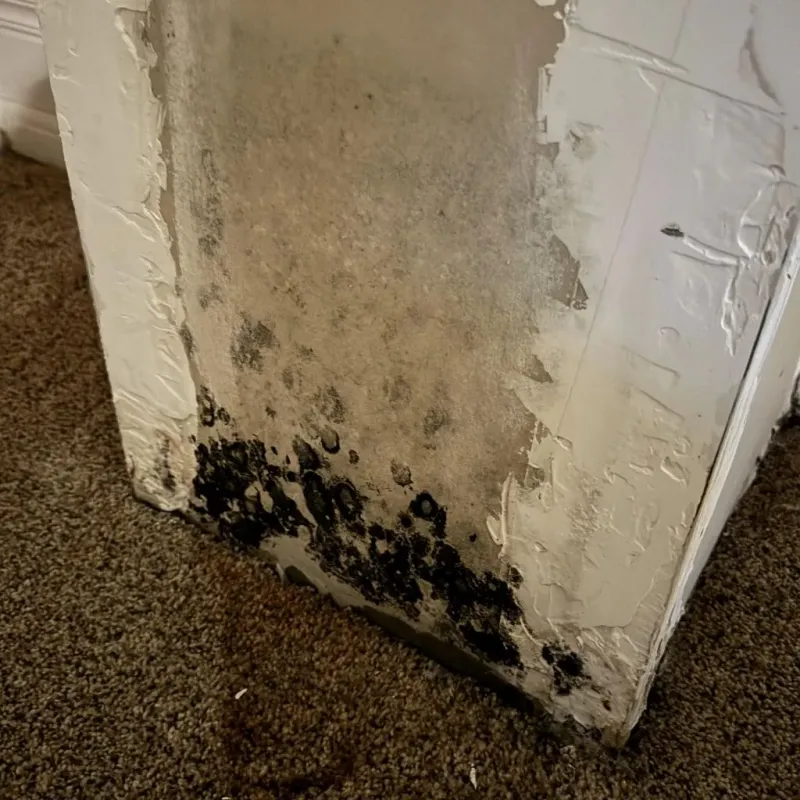 Professional Mold Removal in Wellsville, OH